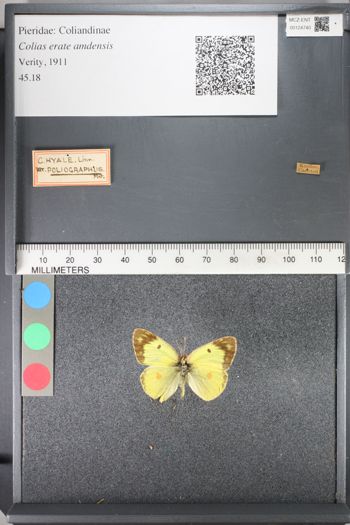 Media type: image;   Entomology 124740